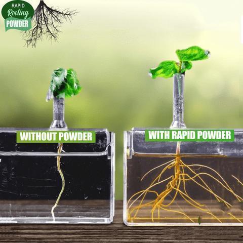 Rapid Rooting Powder