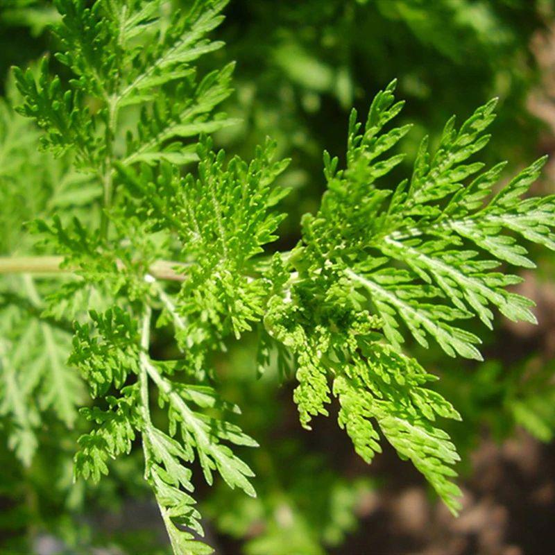 Seeds artemisia annua