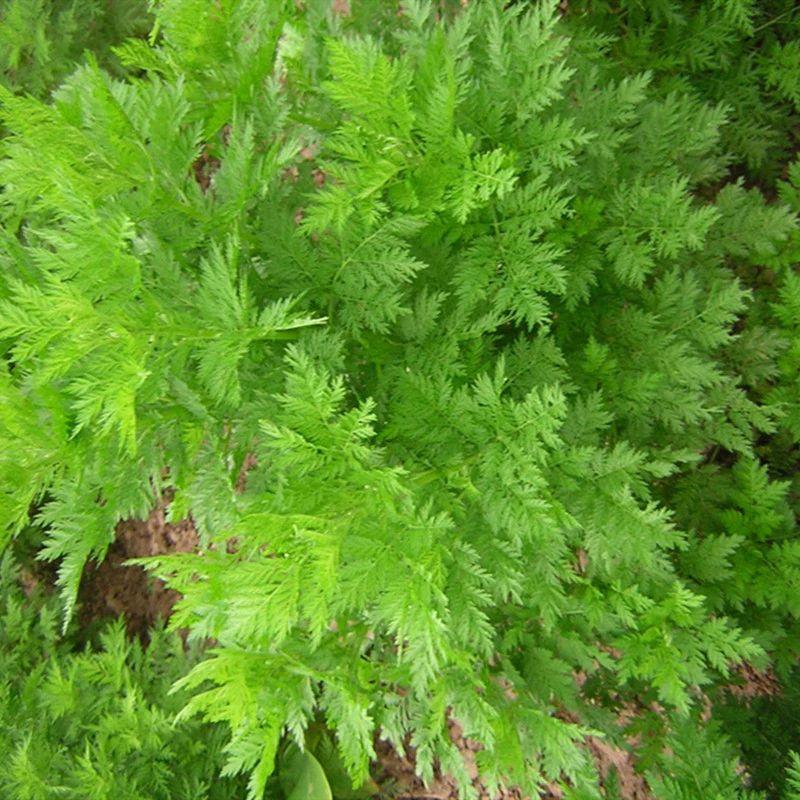 Seeds artemisia annua