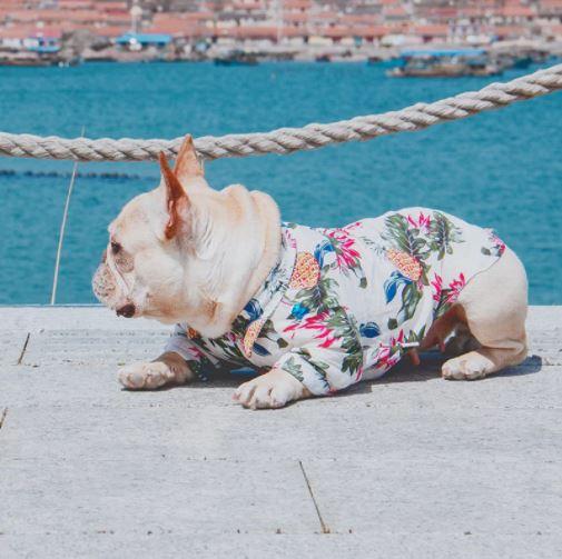 Hawaiian shirt for dog