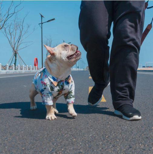 Hawaiian shirt for dog