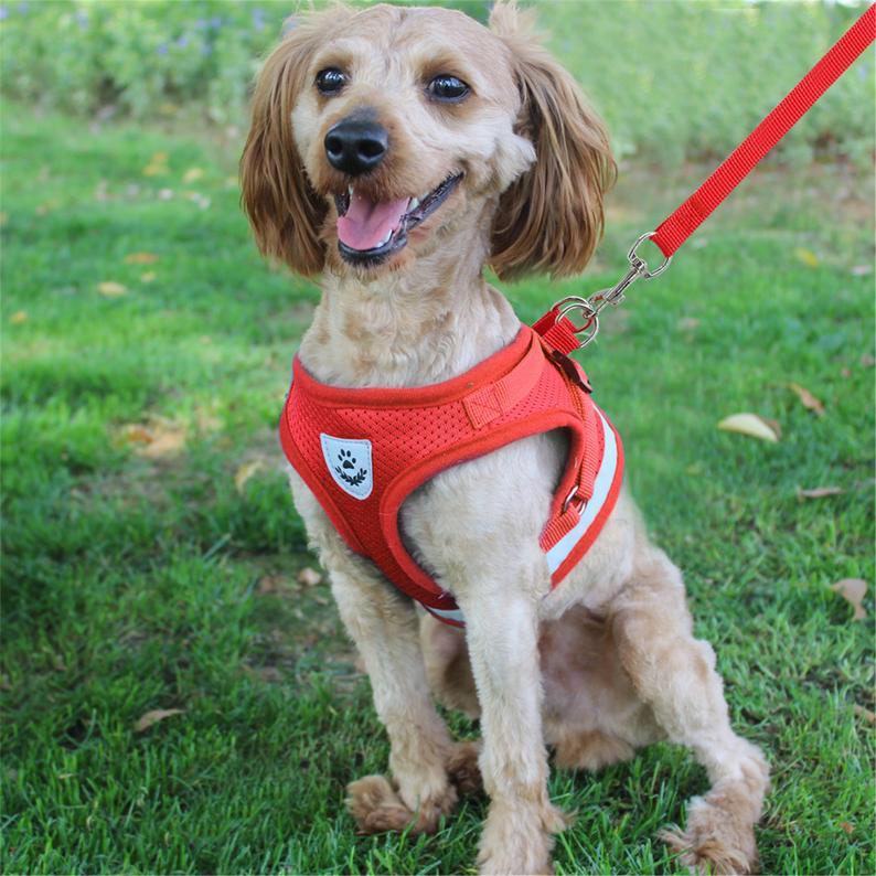Bitepets – Adjustable Breathable Pet Harness